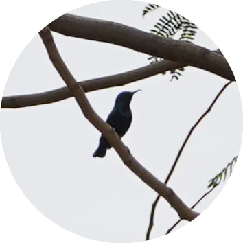 Purple Sunbird