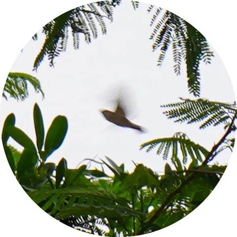 Purple Sunbird