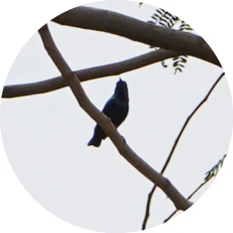 Purple Sunbird