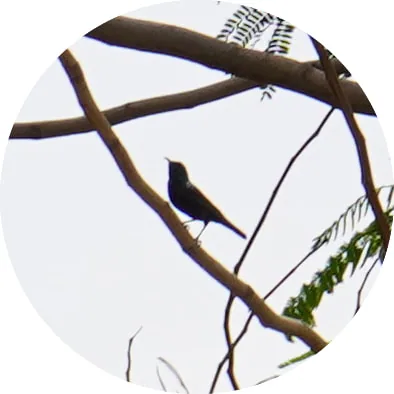 Purple Sunbird