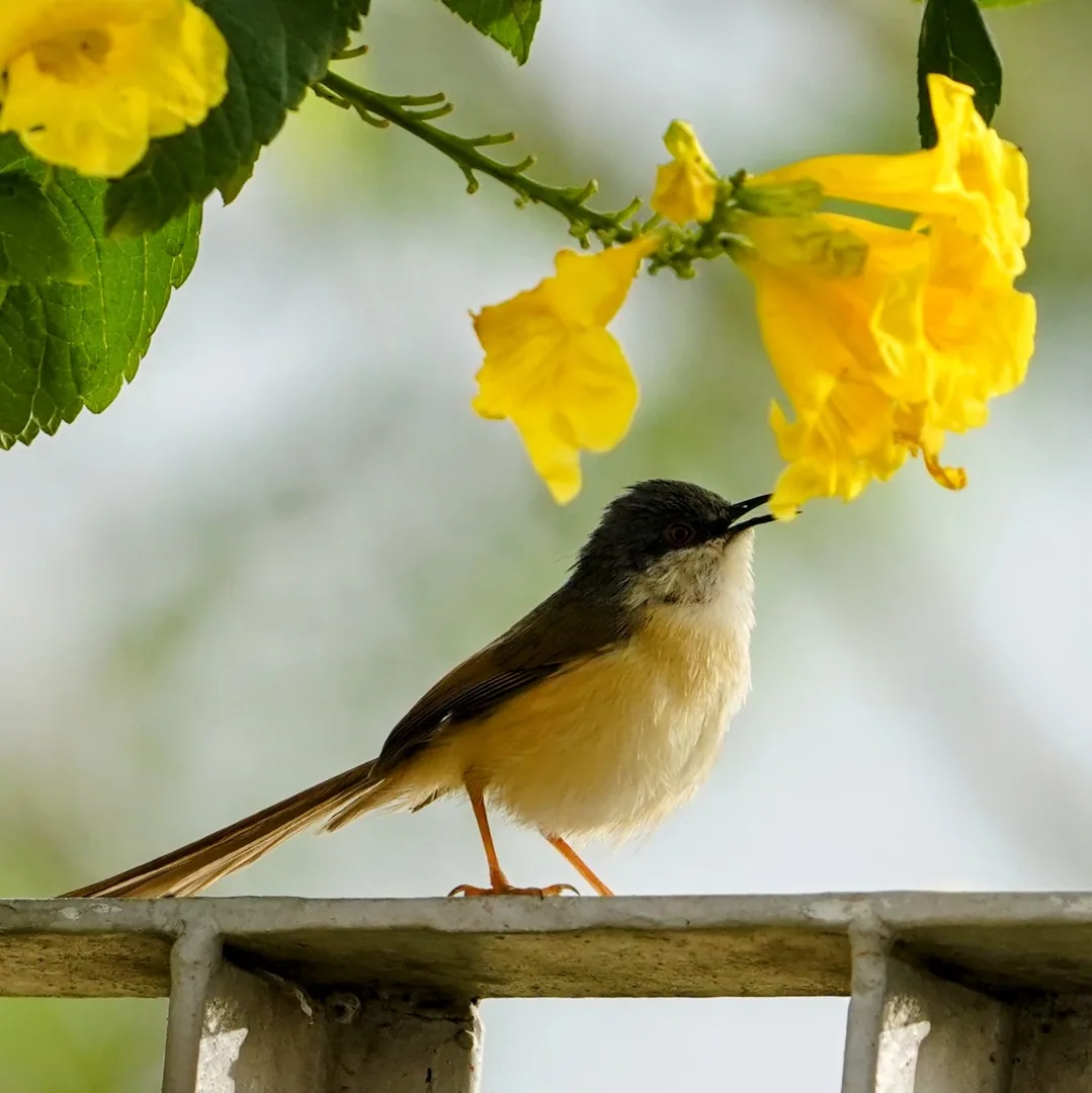 Ashy Prinia