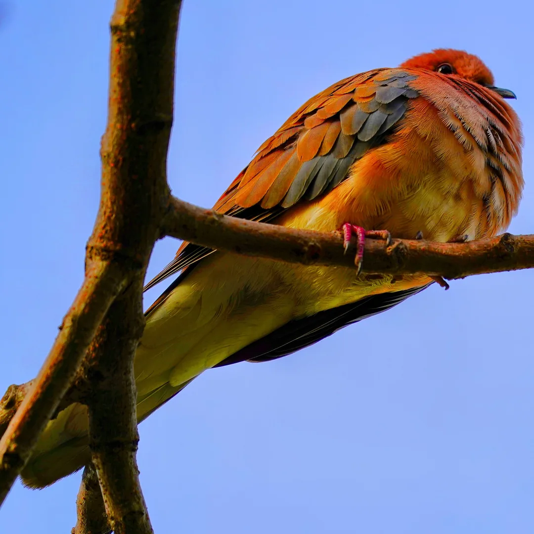 Laughing Dove