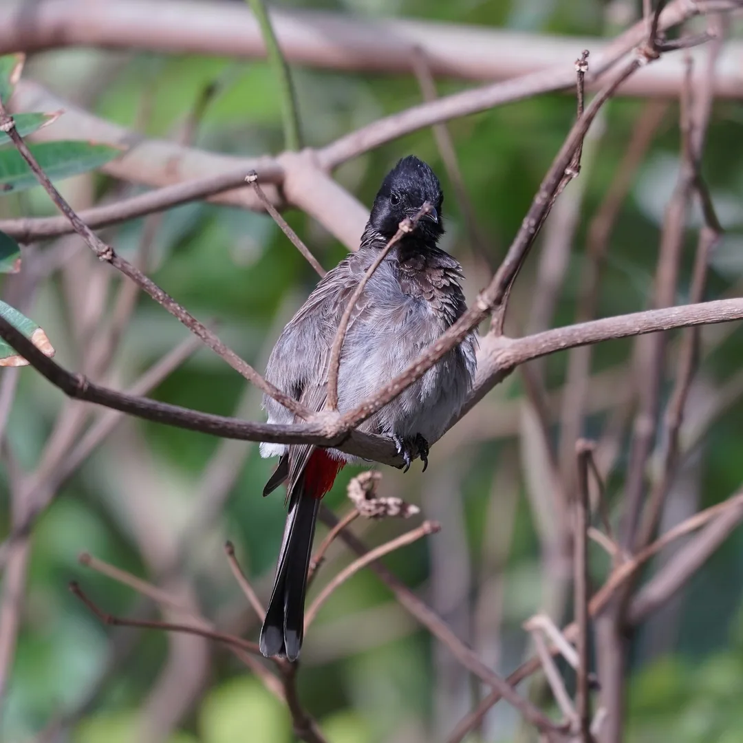 Red Vented Bulbul