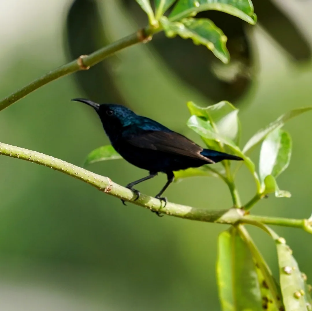 Purple Sunbird