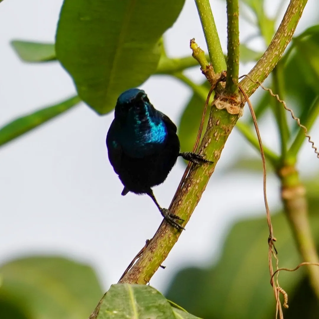 Purple Sunbird