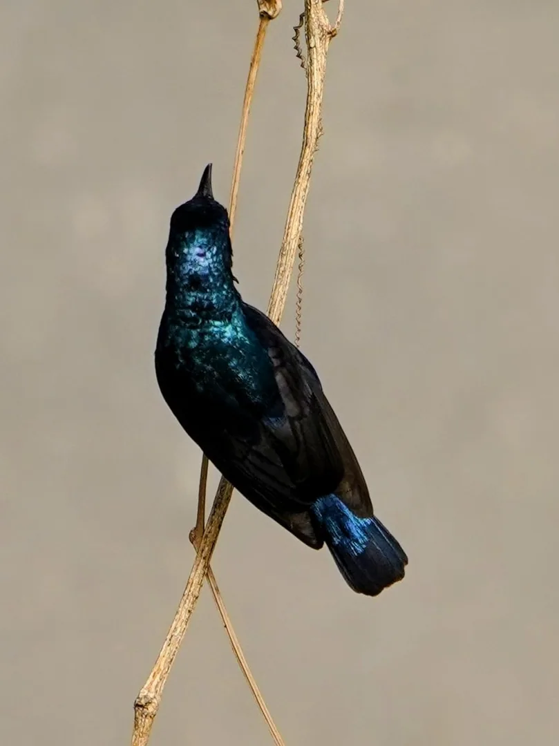 Purple Sunbird