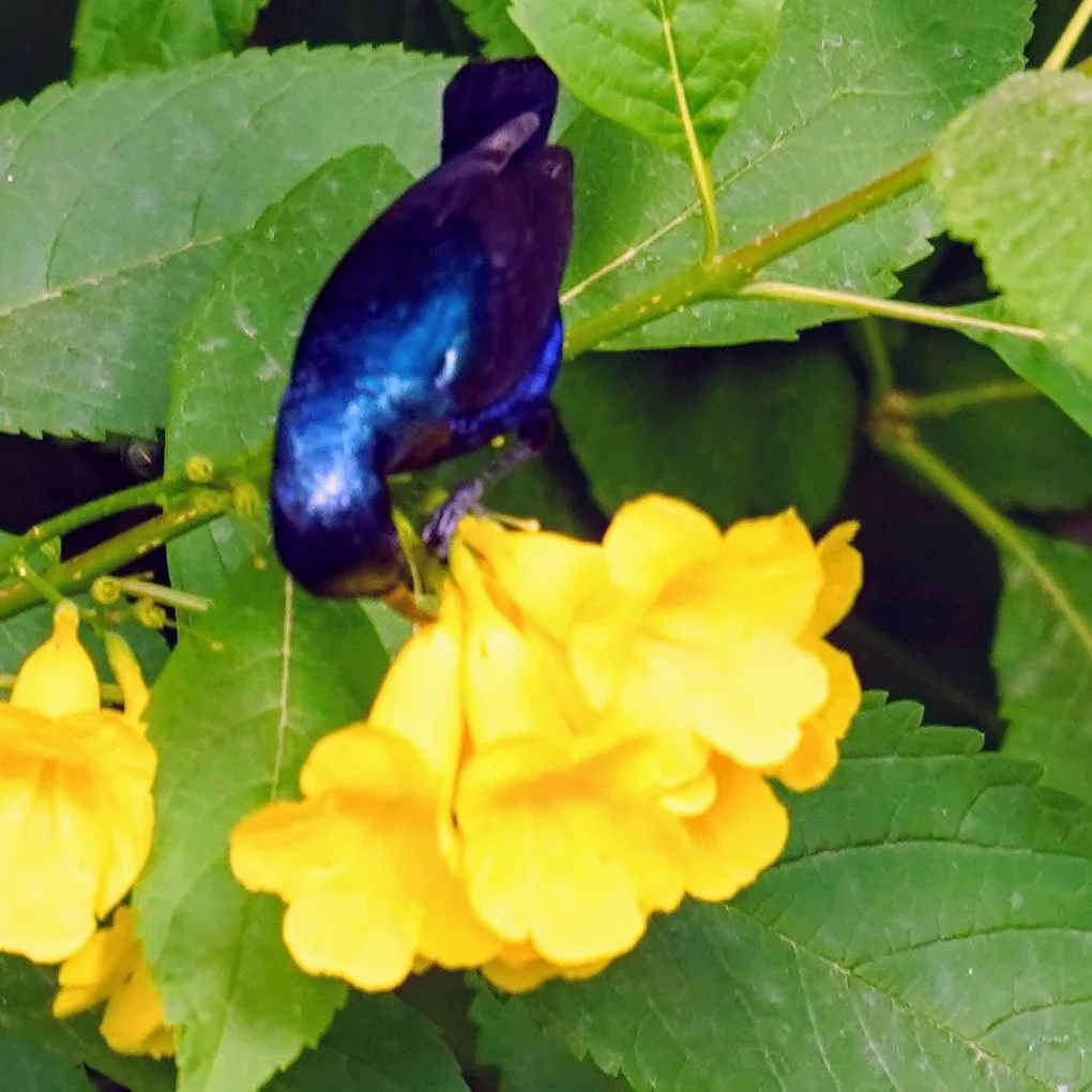 Purple Sunbird