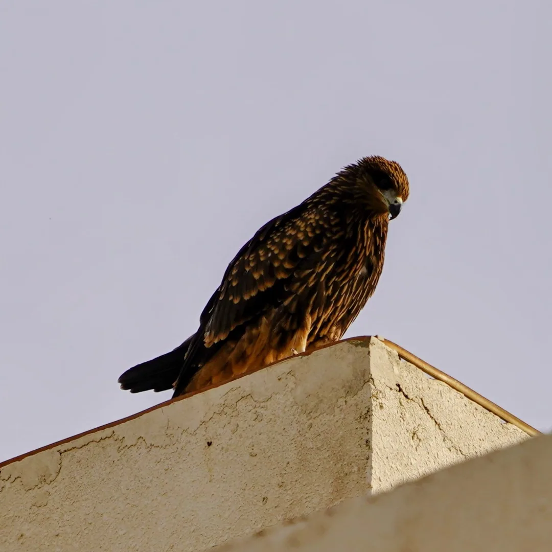 Black Kite.

This evil bird is the reason all the other tiny birds keep flitting about and don't let me photograph them.