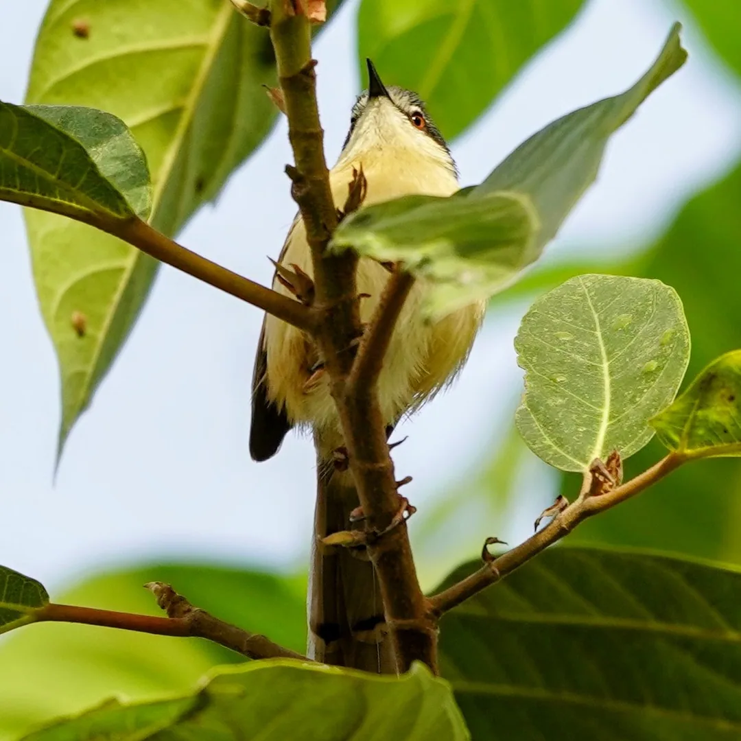 The Ashy Prinia from some more angles.

I'm surprised that this delicate darling isn't getting as much love as the other