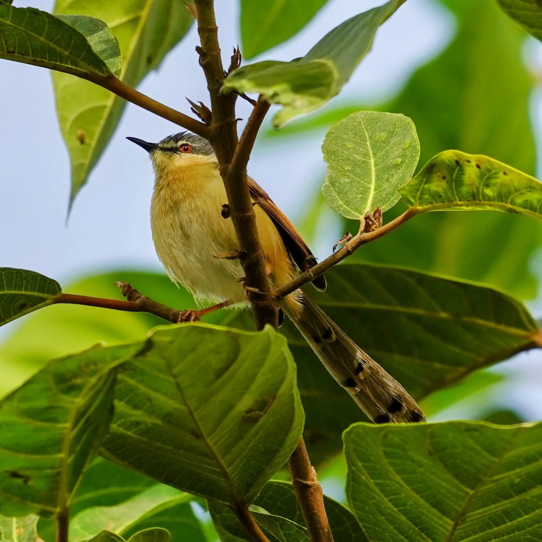 The Ashy Prinia from some more angles.

I'm surprised that this delicate darling isn't getting as much love as the other
