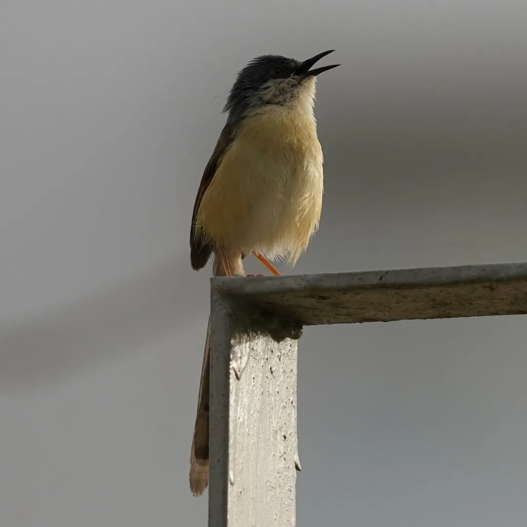 The Ashy Prinia from some more angles.

I'm surprised that this delicate darling isn't getting as much love as the other