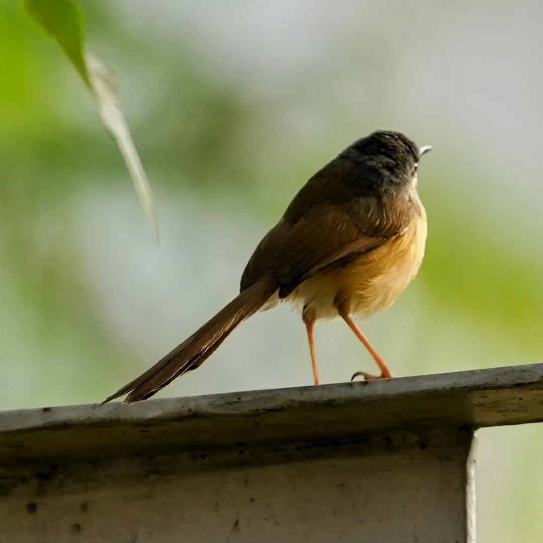 The Ashy Prinia from some more angles.

I'm surprised that this delicate darling isn't getting as much love as the other