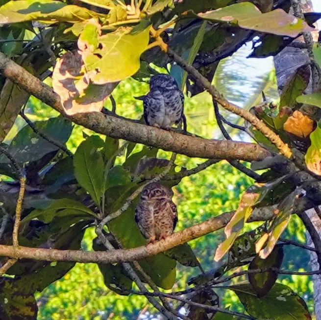 Spotted Owlets. Spot all three!

Thanks Charvi for helping identify all the birds I photograph ð