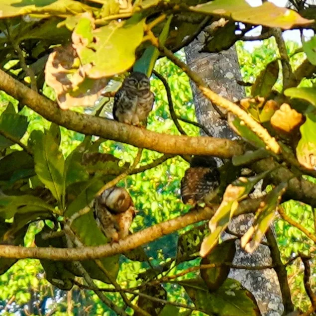 Spotted Owlets. Spot all three!

Thanks Charvi for helping identify all the birds I photograph ð