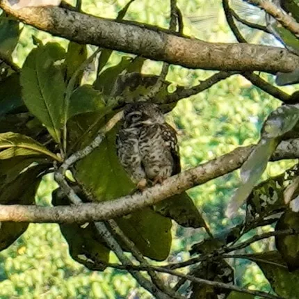Spotted Owlets. Spot all three!

Thanks Charvi for helping identify all the birds I photograph ð