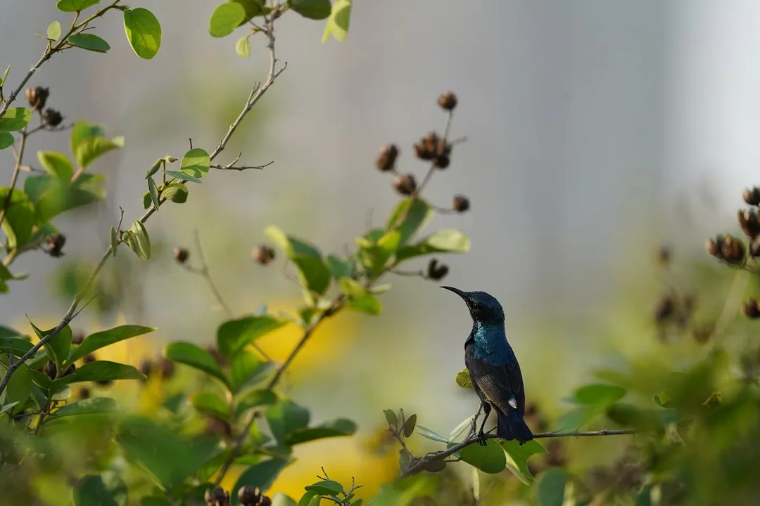 Maybe your neighbourhood also has such beauties. After all, I live in dry and dusty Gurgaon.
