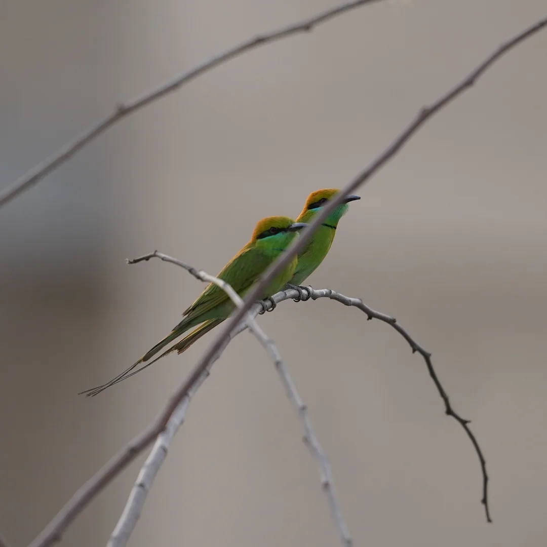 A pair of Green Bee Eaters.

Kavin has asked them to stop eating bees please. Change their diet. We need bees. Bees are 