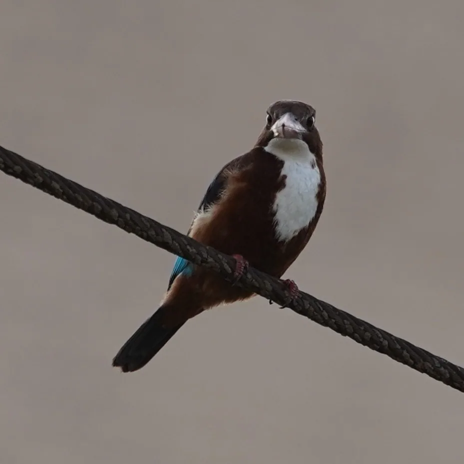 I have no idea what a White Throated Kingfisher could possibly be fishing for near my house. But here it is.