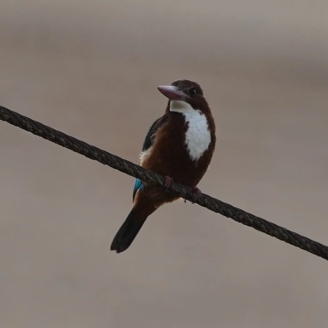 I have no idea what a White Throated Kingfisher could possibly be fishing for near my house. But here it is.