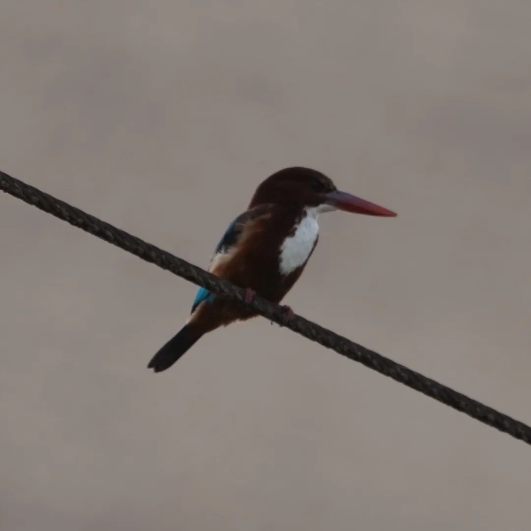 I have no idea what a White Throated Kingfisher could possibly be fishing for near my house. But here it is.