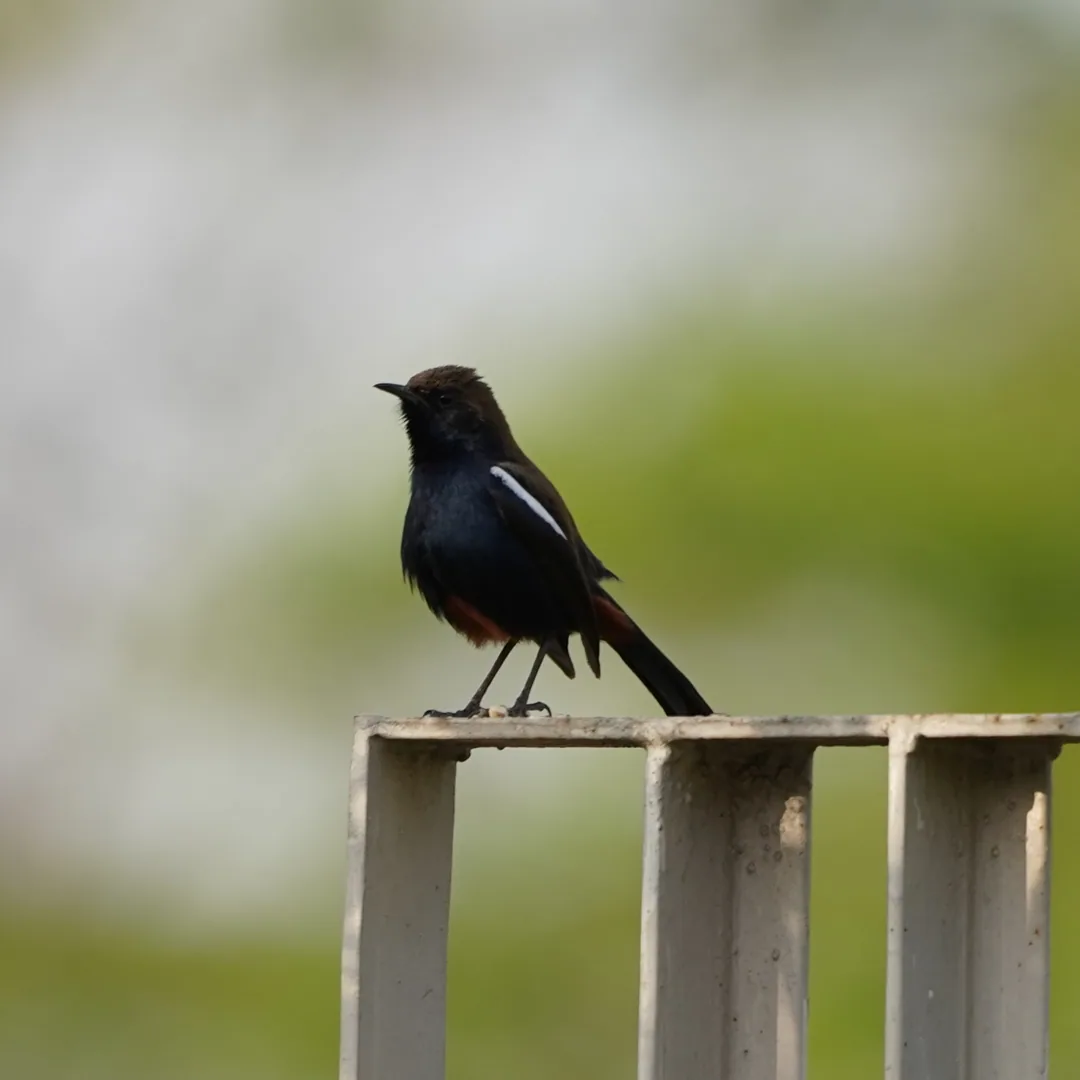 Indian Robin. I have a feeling I just chased the same poor bird all over the place.