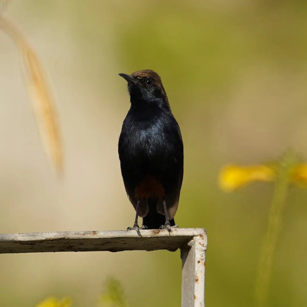 Aren't you glad we brushed this bird down before photographing it.