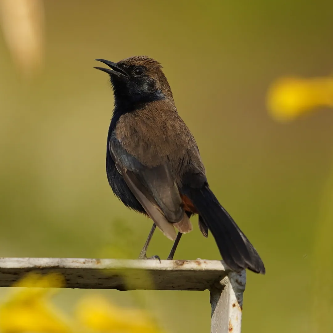 Indian Robin in the hood, ladies and gentlemen.