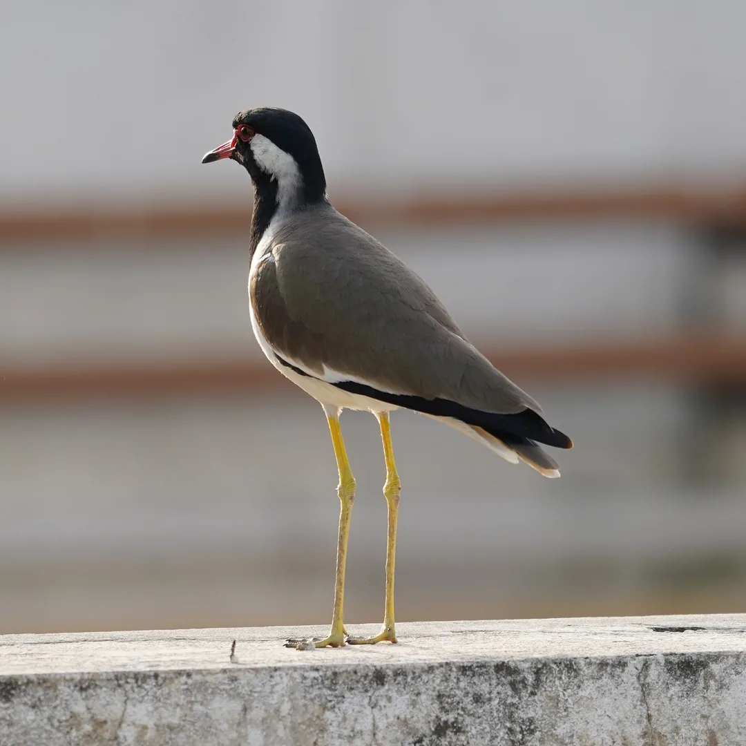 I personally dislike the Red Wattled Lapwing, à¤à¤¿à¤à¤¹à¤°à¥. Its an aggressive, noisy bird. But it is also a photog