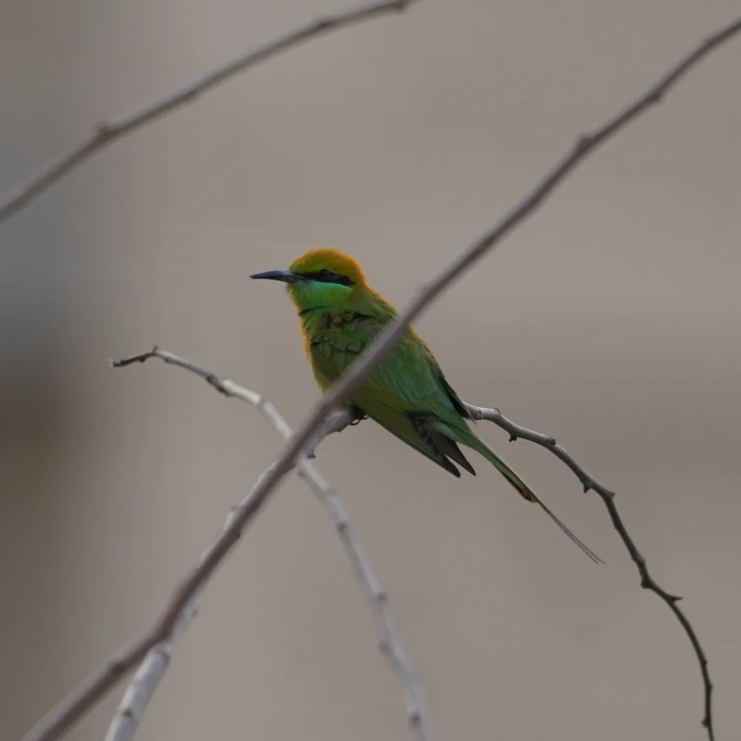 Green Bee Eater.

Kavin finds it strange that someone can be named after what they eat. I gently reminded him that he ca