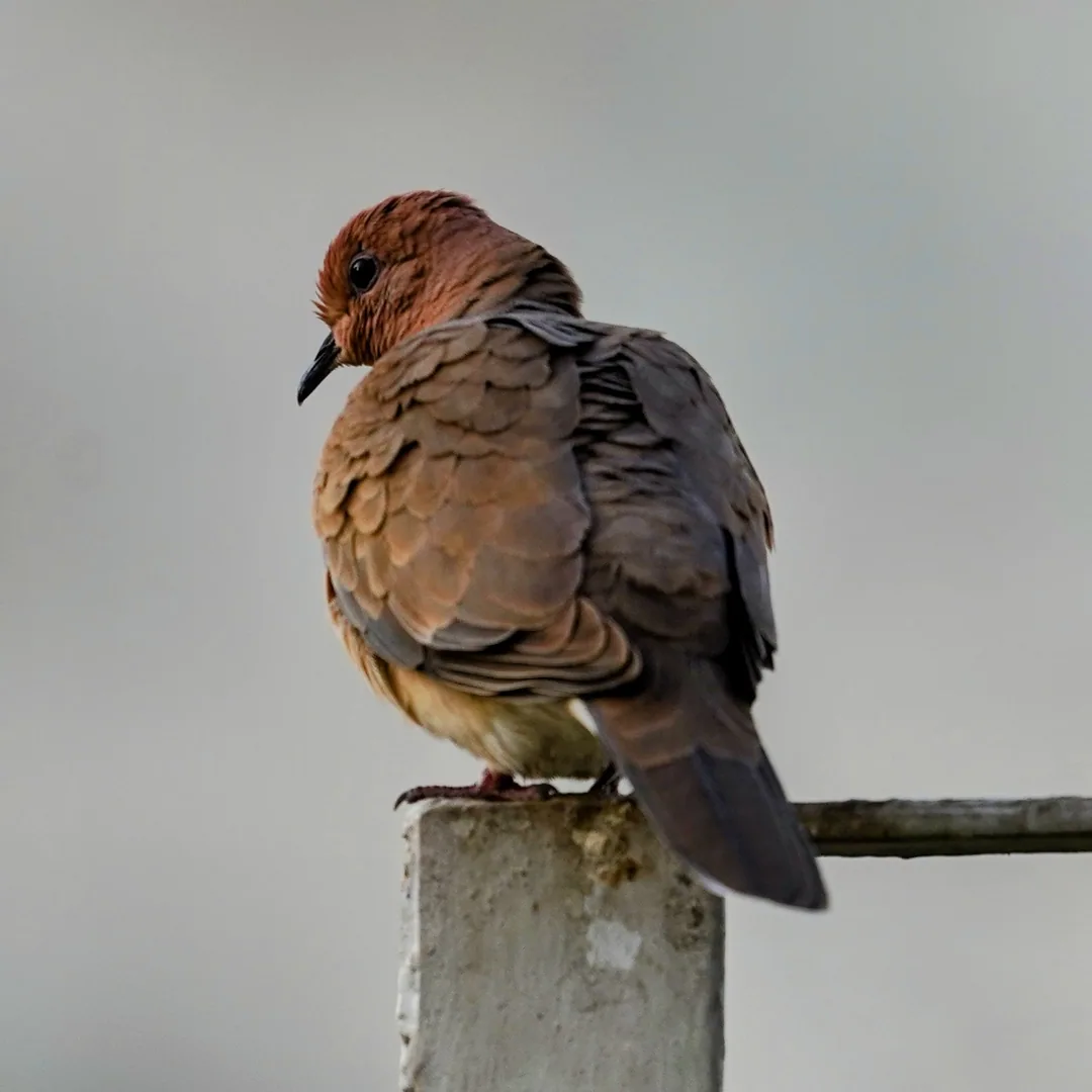 The day isn't complete without a Laughing Dove pic.

Their pics turn out fabulous because they let me come so close to t