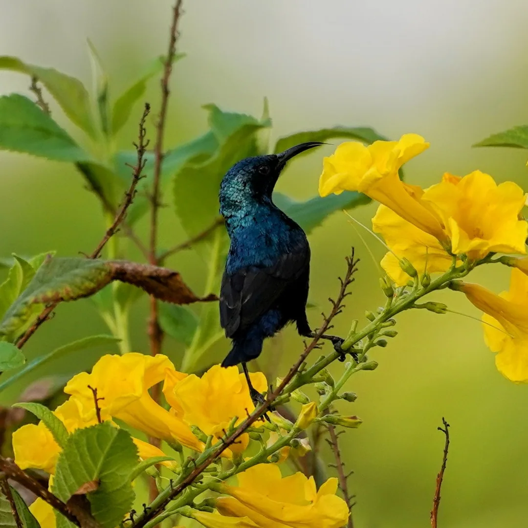 What do you mean you've had enough Purple Sunbirds? One can never have enough Sunbirds. Oooh, shiny shiny.