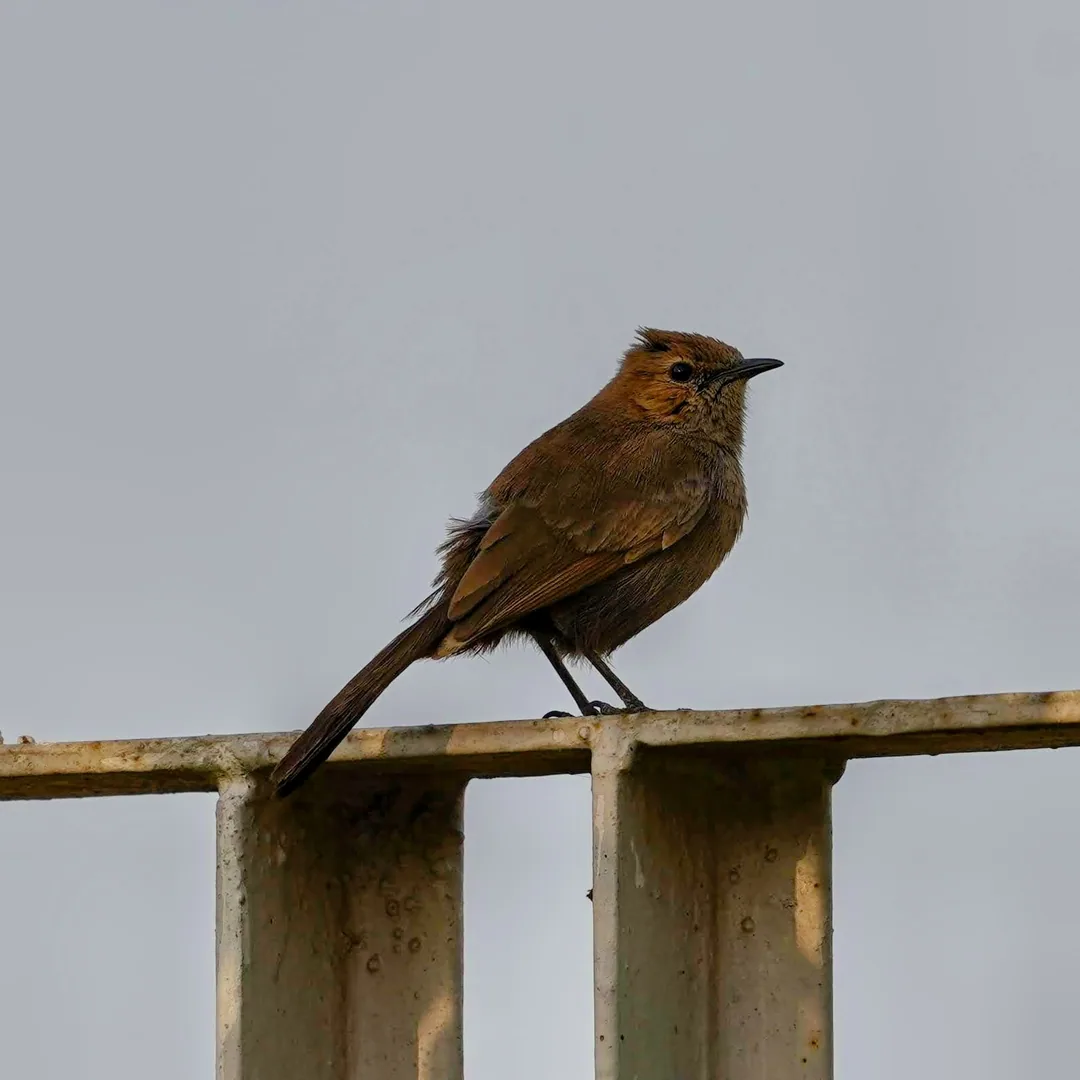 Who's a good birdy?
Who's a good birdy?
Who's a good birdy?

You're a good birdy!

Looks like a Brown Rock Chat. Could j