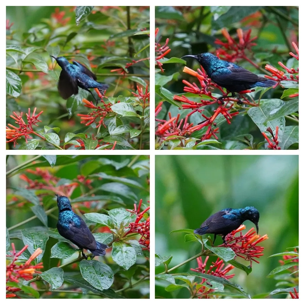 Lazy birding from my balcony.