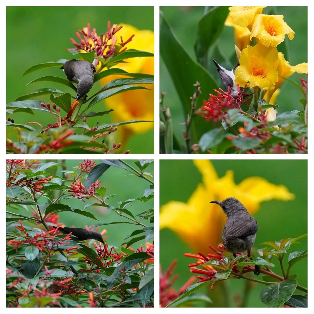 The tiny birds are easier to capture from the comfort of your balcony, on a sunny day.