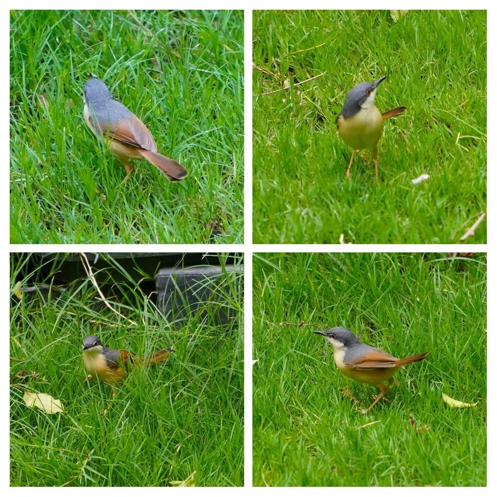 My friend the Ashy Prinia