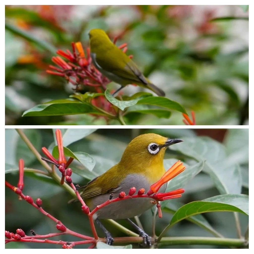 Behold the magnificent White-eye