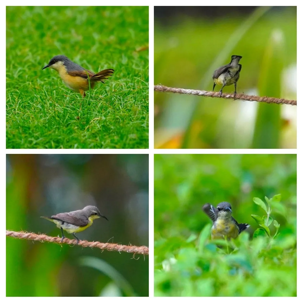 More Ashy Prinia goodness for you.