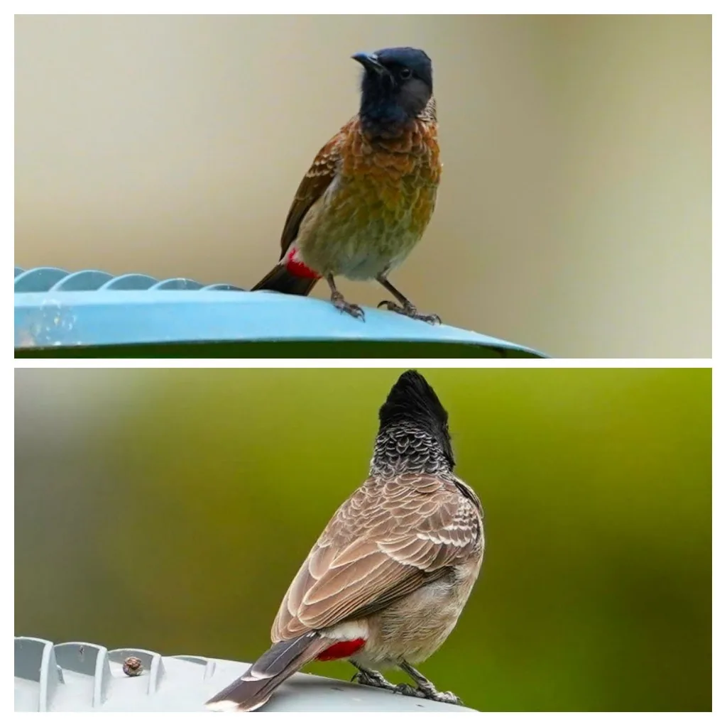 I like bird butts and I cannot lie