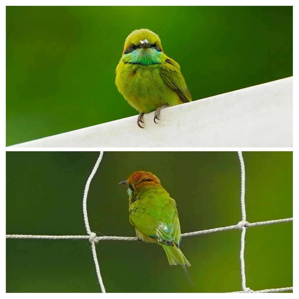 This Bee-eater has been snorting something white. Hmm...