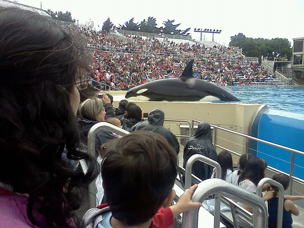 Shamu the killer whale