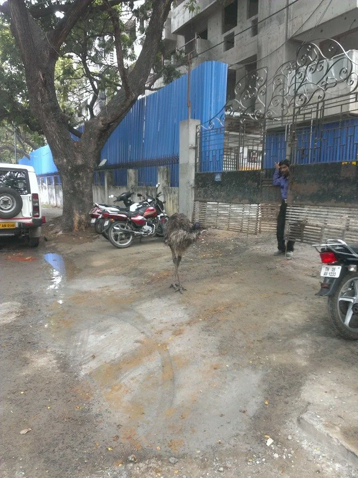 Delhi has stray cattle. Allahabad has stray swine. 

Chennai has stray Emus!!! 

I remember protesting against Emu/Ostri