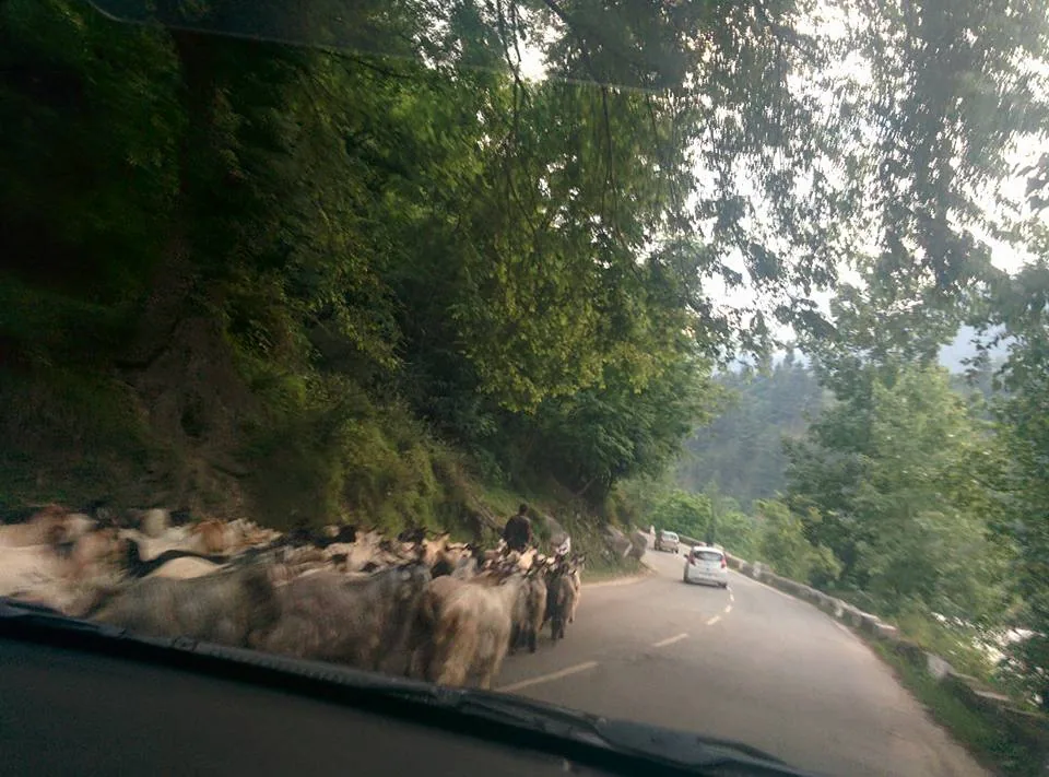 You might have seen these people and their animals often on the road. Clogging up the road. Causing traffic jams. Who ar