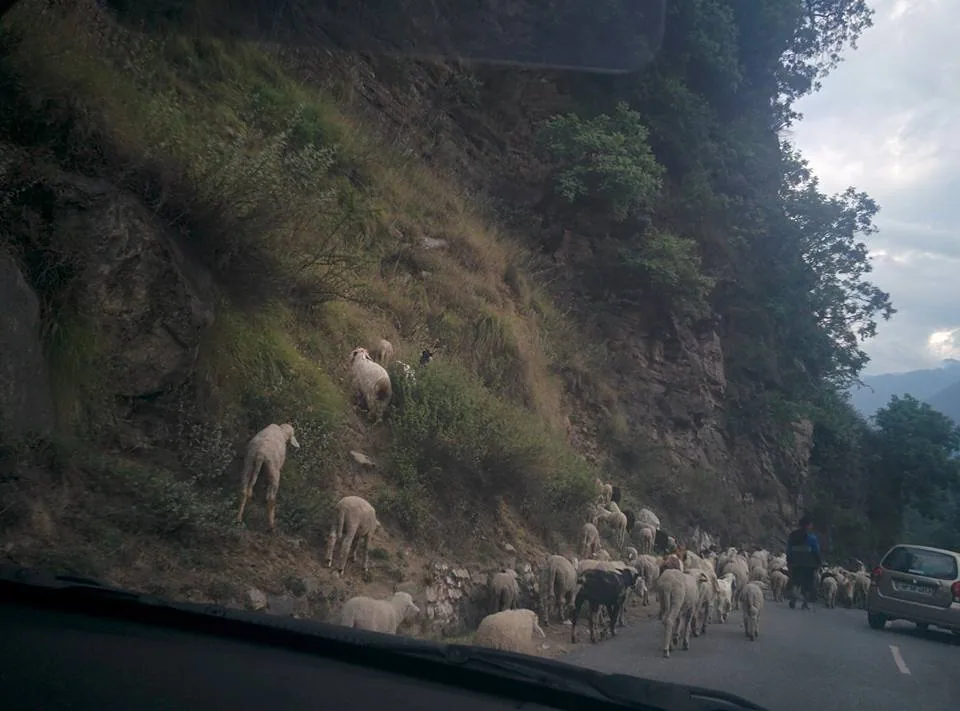 You might have seen these people and their animals often on the road. Clogging up the road. Causing traffic jams. Who ar