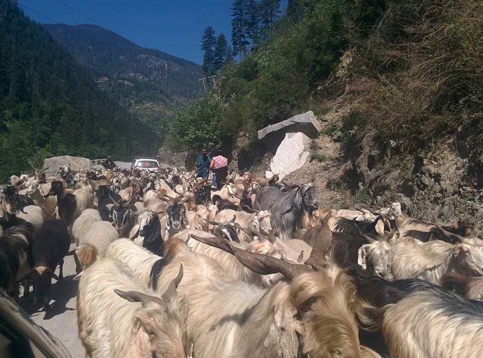 You might have seen these people and their animals often on the road. Clogging up the road. Causing traffic jams. Who ar