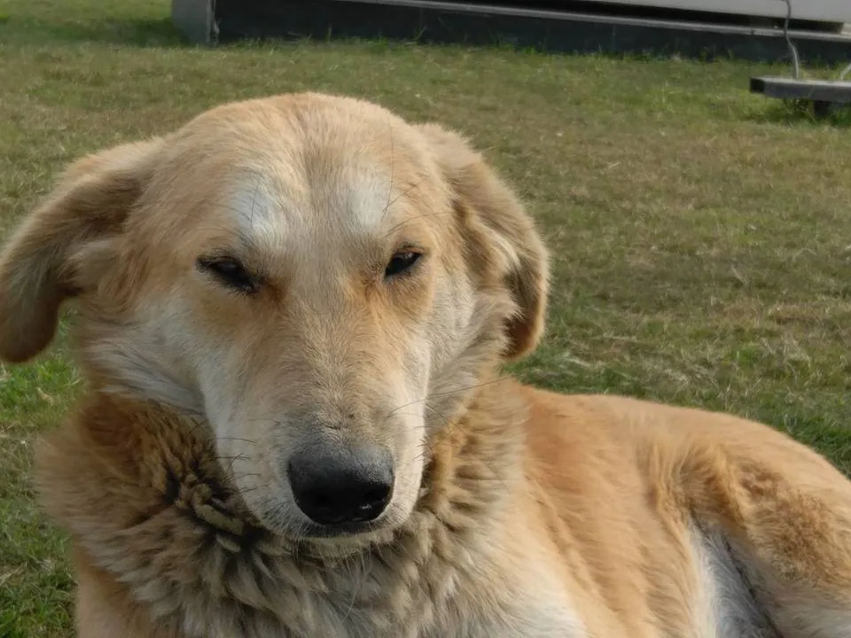 Kavin just fell in love with a street dog and took these photos.