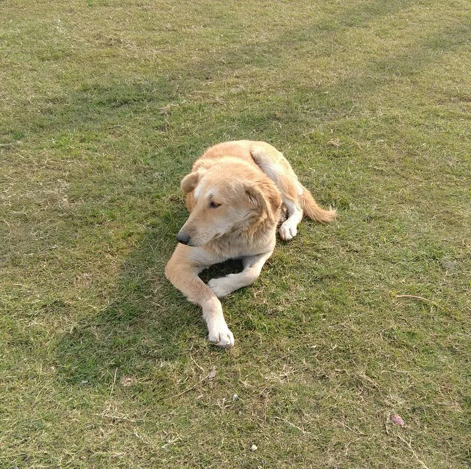Kavin just fell in love with a street dog and took these photos.