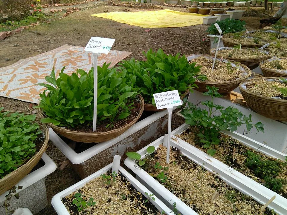 What an amazing place, right within Delhi. And such a wonderful workshop covering everything from planting, composting, 