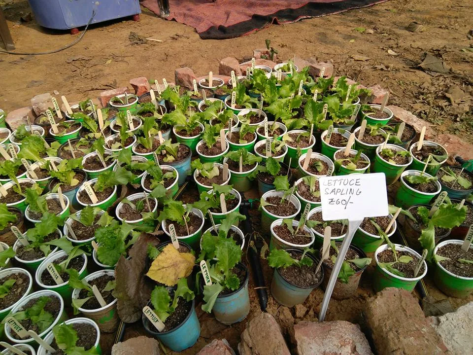 What an amazing place, right within Delhi. And such a wonderful workshop covering everything from planting, composting, 