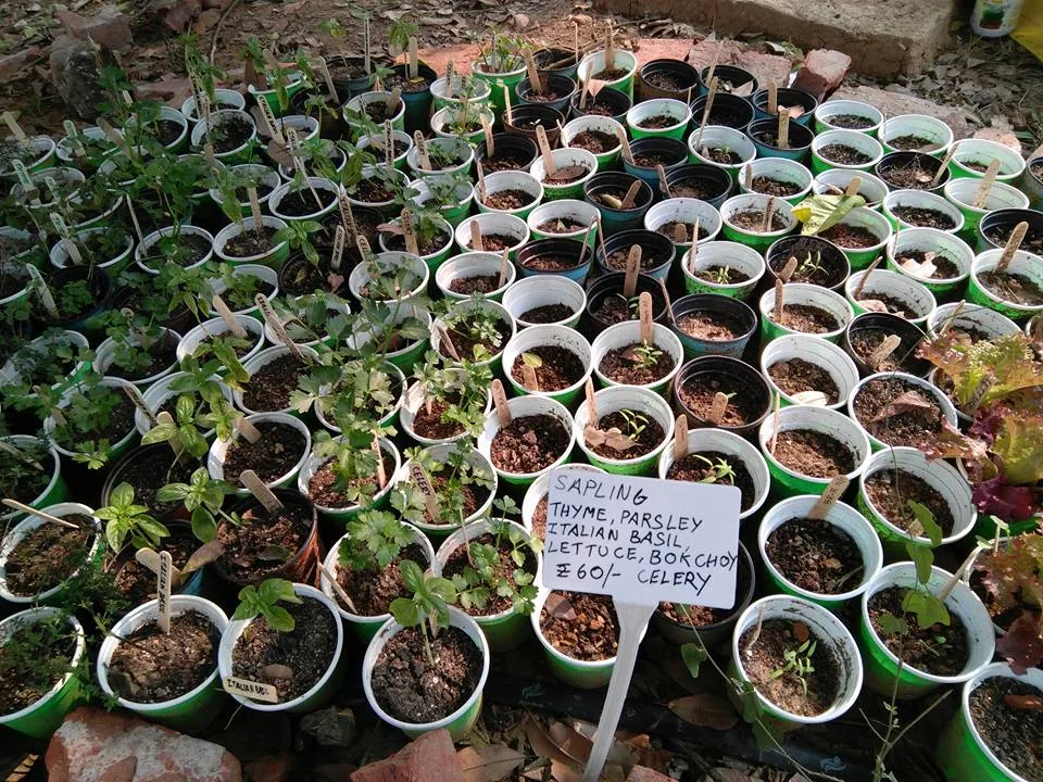 What an amazing place, right within Delhi. And such a wonderful workshop covering everything from planting, composting, 