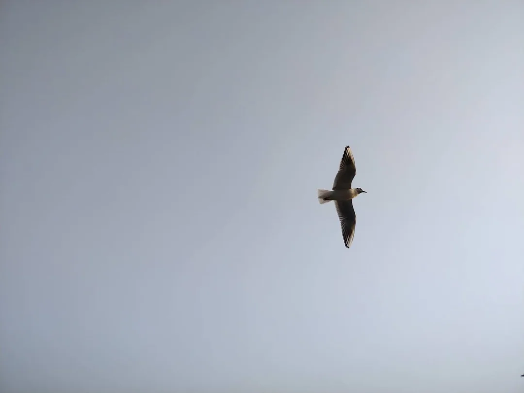 Birdies ð¦

You'll need to see the video in full screen, to appreciate what's going on ð